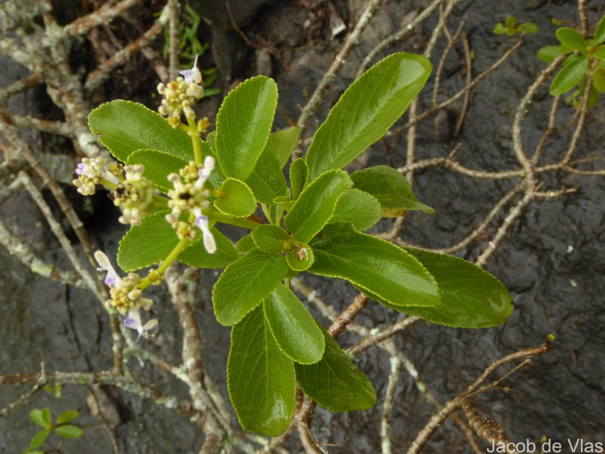 Coleus velutinus (Trimen) A.J.Paton